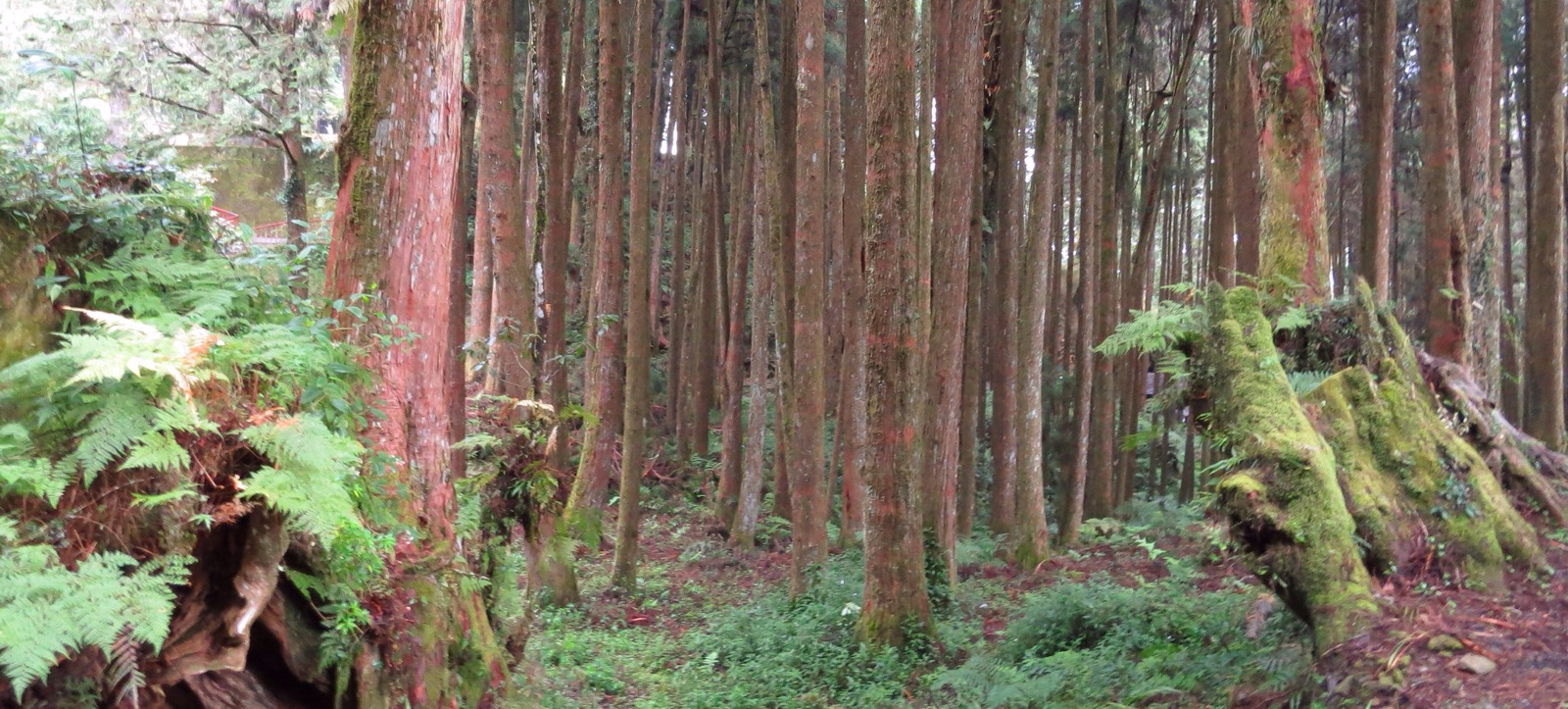 Tag 10 – Alishan