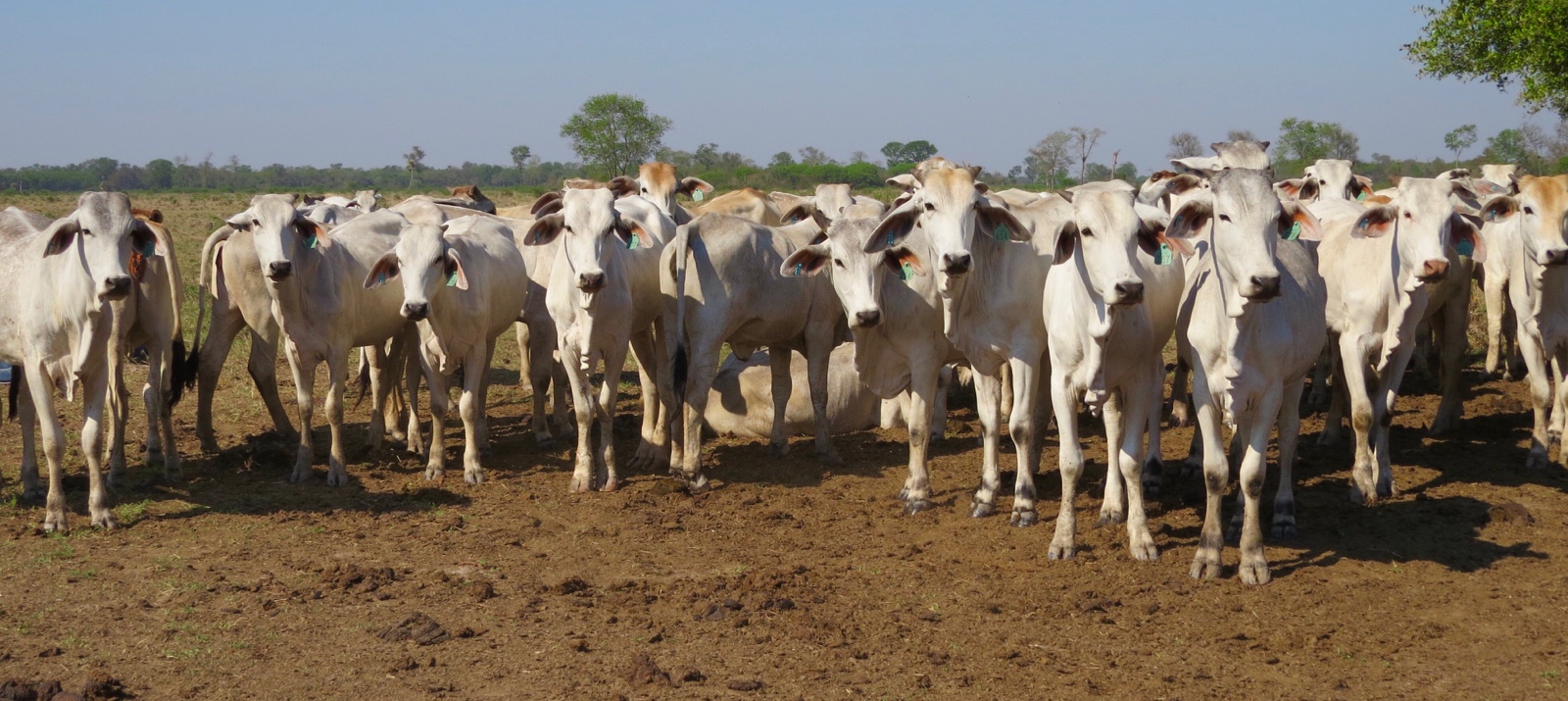 Auf der Farm in Paraguay