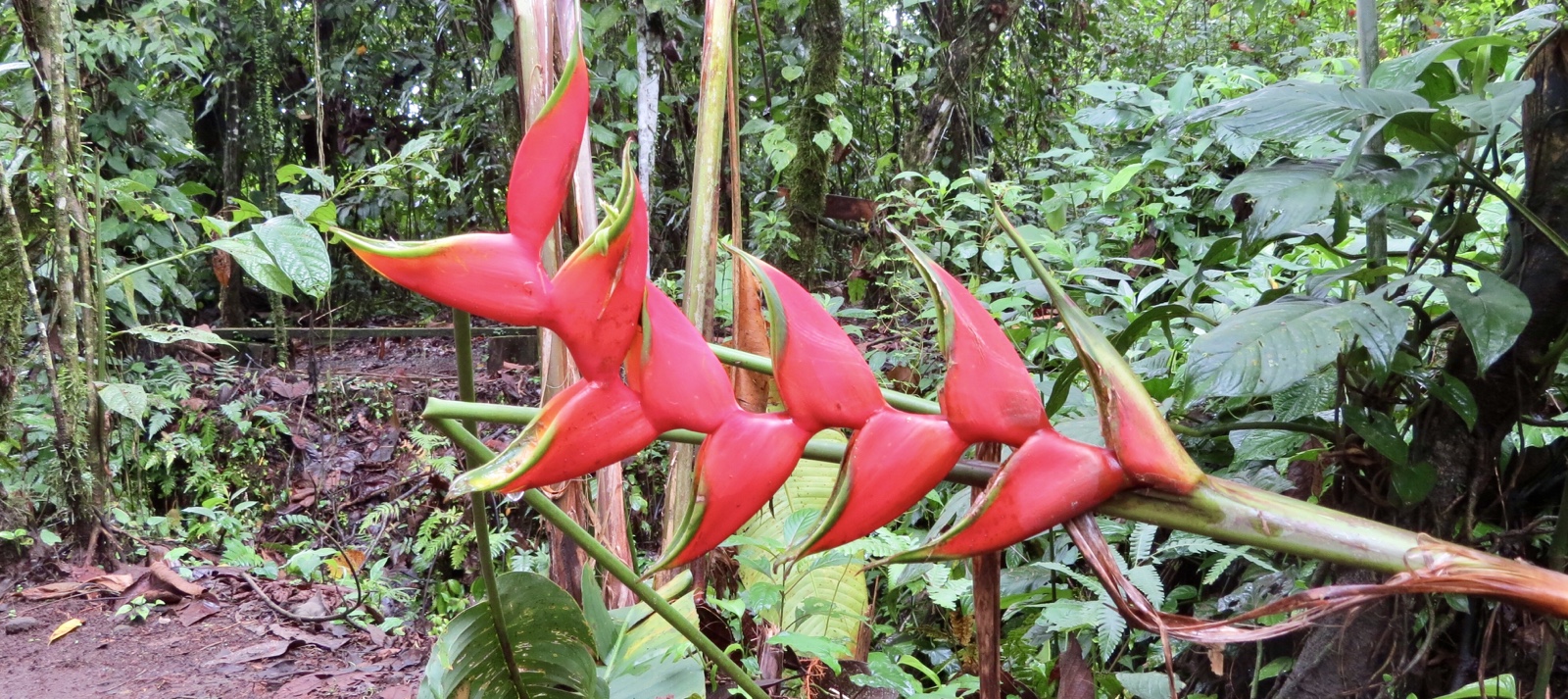 La Fortuna