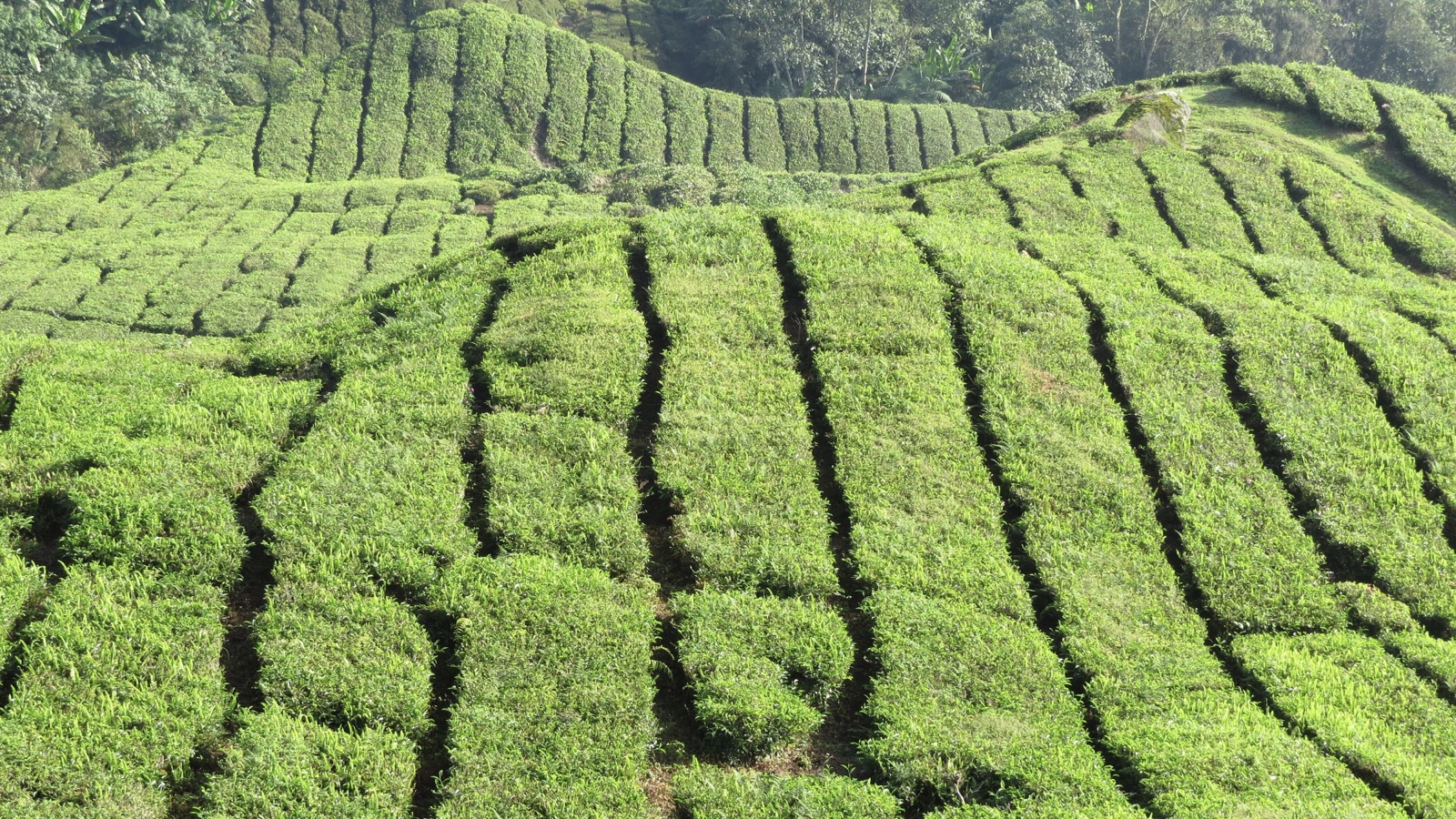 Cameron Highlands