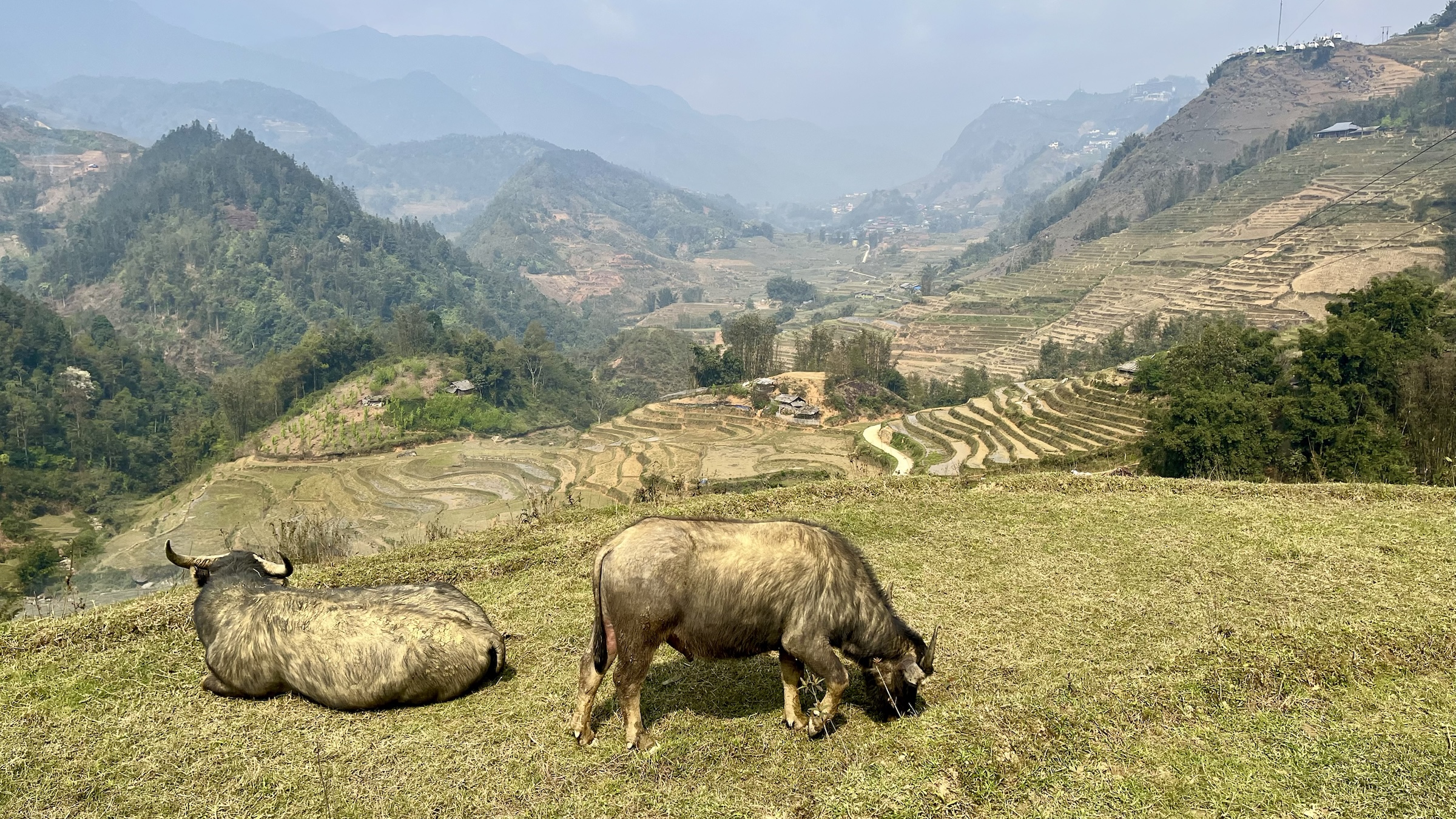 Sapa
